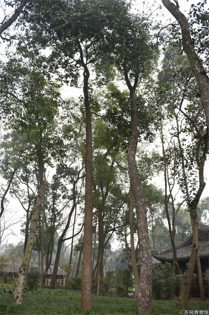 黑壳楠