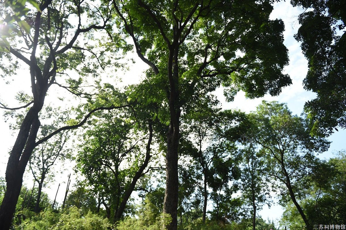 栾树