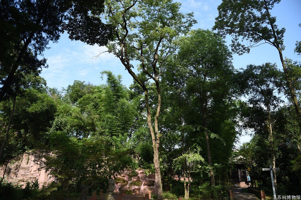 乌桕