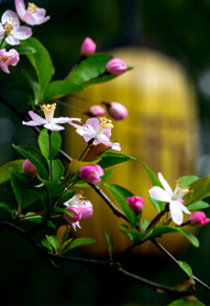 馆长讲苏祠
