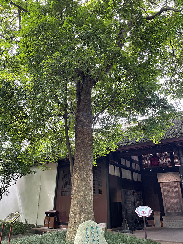 楠木