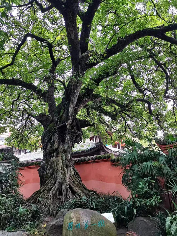 榕树