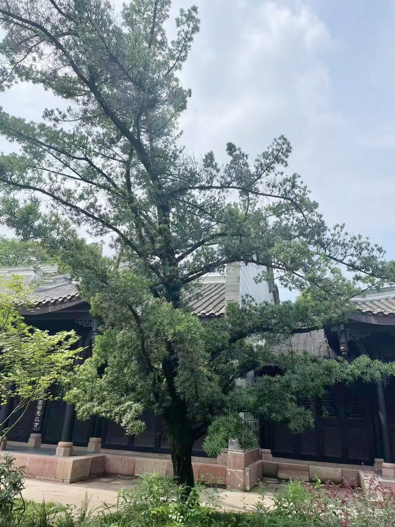 罗汉松